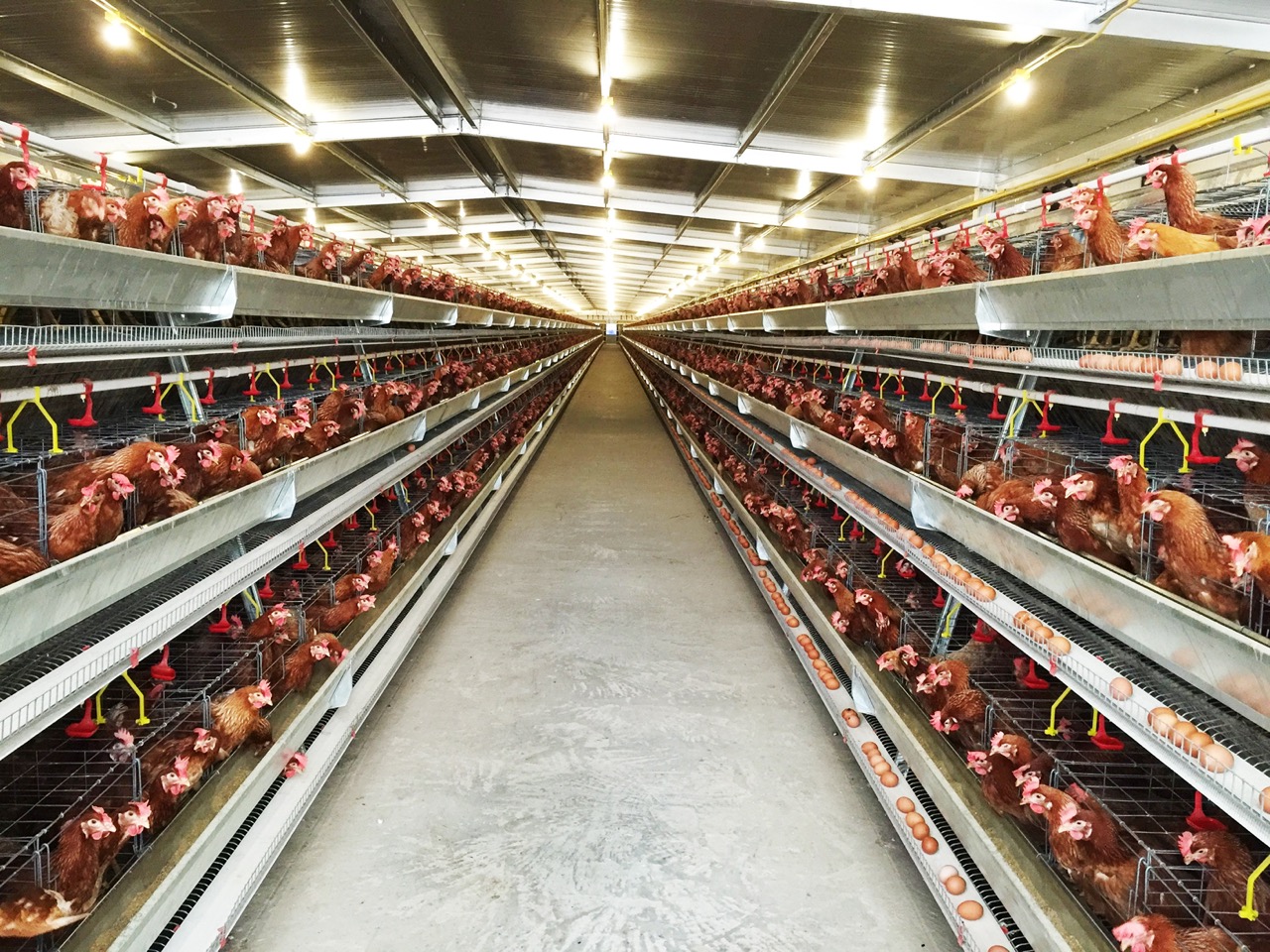 Layer Commercial Farm