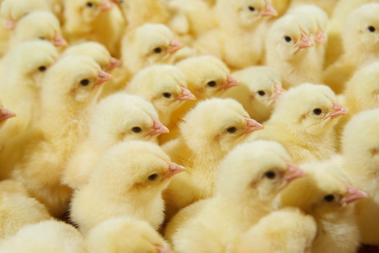 Day Old Chick (DOC)