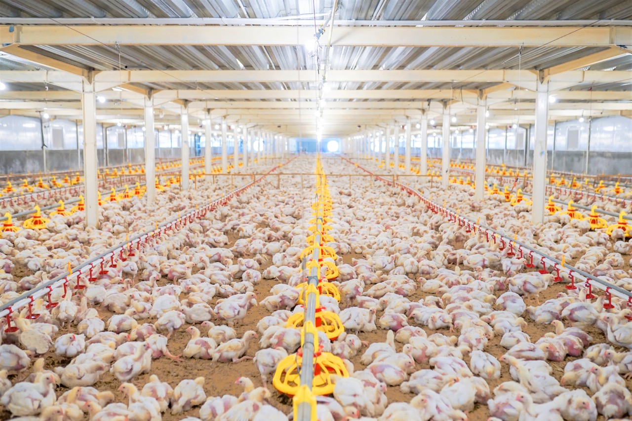 Broiler Komersial